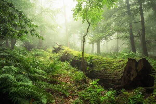 Holzinvestment Waldbild